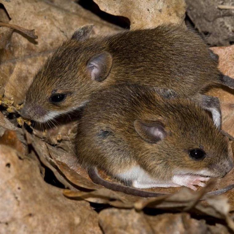 Уничтожения мышей в частном доме в Воткинске?