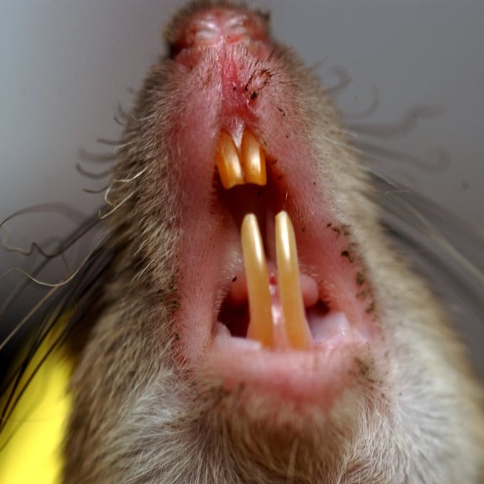 Дератизация крыс в Воткинске?